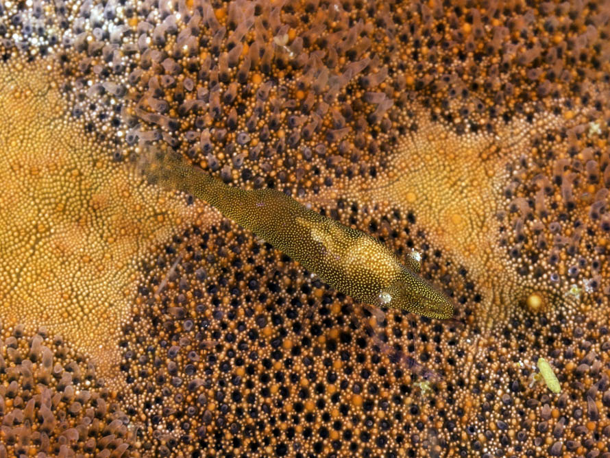 Zenopontonia soror 